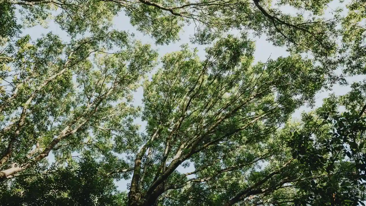 刘美玲头像