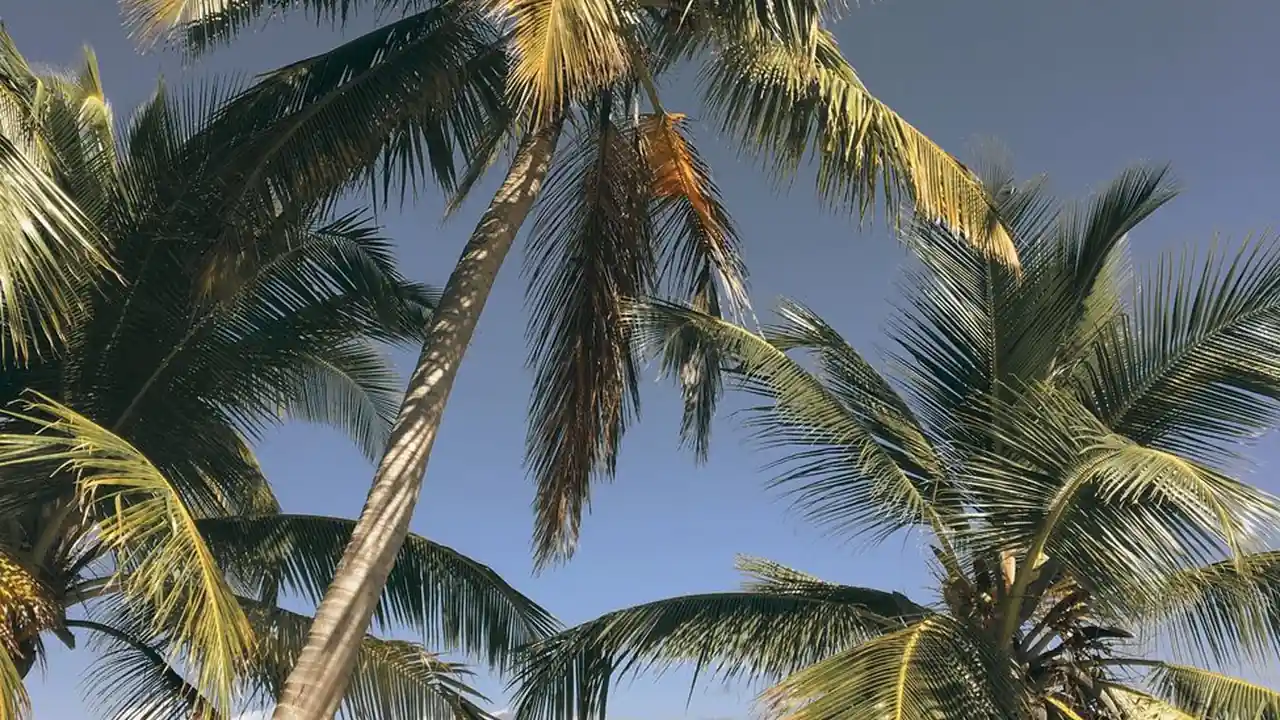 在线影视资源站使用指南关于久久青青草原的访问与注意事项